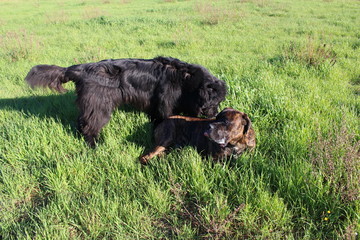cane corso et terre neuve