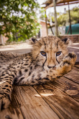 Cheetah in africa