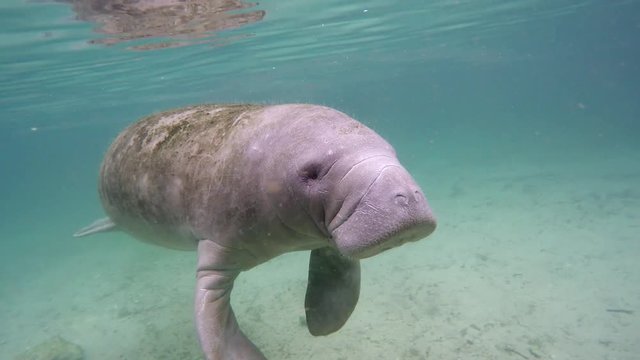 Endangered Florida Manatee (Trichechus manatus latirostris) swims toward camera in Three Sister's Springs (Crystal River, Florida, USA). Warm spring provides refuge from hypothermia in winter months.