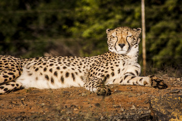 Naklejka na ściany i meble Cheetah in africa
