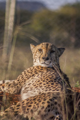 Cheetah in africa