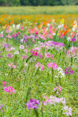 A field of flower.