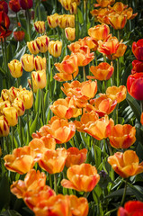 Baselland, Tulpen, Tulpenfeld, Tulpe, Frühlingsblume, Zwiebelblume, Gartenarbeit,...