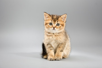 Little cute funny kittens on a gray background