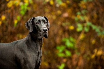 Great Dane dog against natural background
