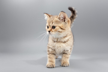 Obraz premium Little cute funny kittens on a gray background