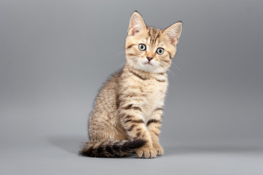 Little cute funny kittens on a gray background