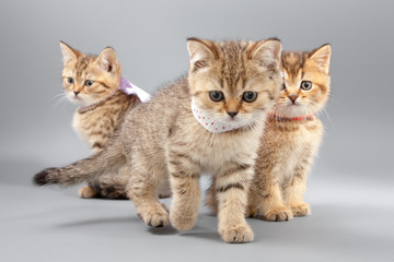 Fototapeta na wymiar Little cute funny kittens on a gray background