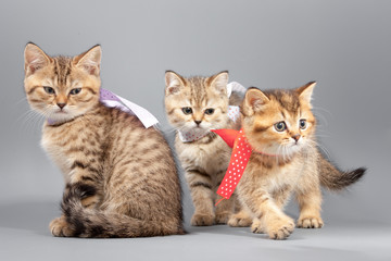 Fototapeta na wymiar Little cute funny kittens on a gray background