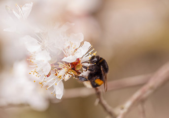 Bee pollinating plum blossom