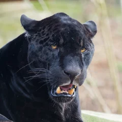 Foto op Plexiglas Zwarte luipaard, panter, hoofd © Pascale Gueret