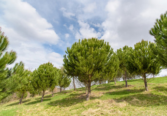 green pine trees in tuscany, italy