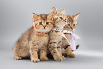 Obraz premium Little cute funny kittens on a gray background