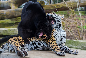 Fototapeta premium Leopard and black leopard, panthers playing together 