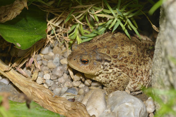 Erdkröte in der Nacht