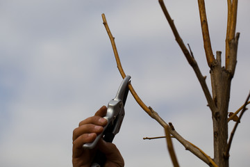 Spring pruning of trees with a garden pruner.