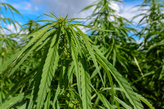 Green cannabis in meadow