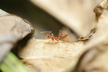Ant walk on the leaf.