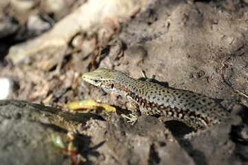Lizard hiding in the rocks