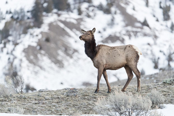 Elk, or Wapiti