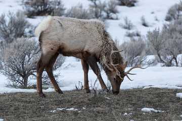Naklejka premium Elk, or Wapiti
