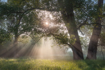sunbeams streaming through the leaves in the morning mist
