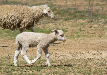 Lamb (Ovis aries), Kalmykia, Russia