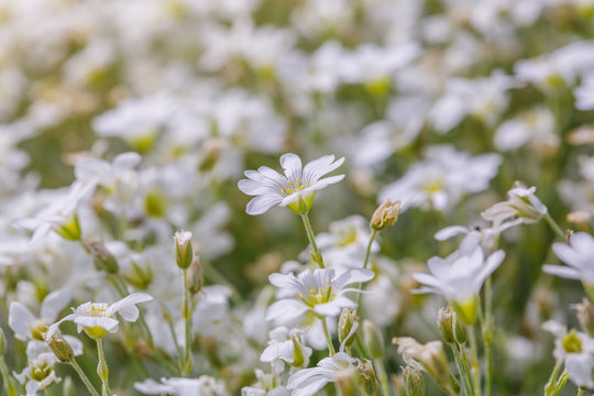 white flowers daisies