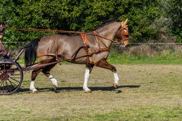 Attelage,dressage,maniabilité.