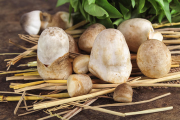 Sliced straw mushroom isolated on white background