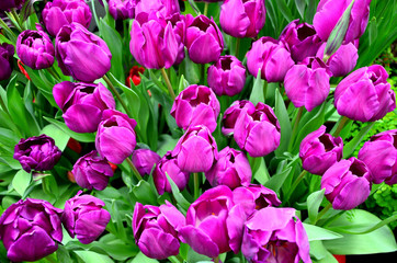 Tulip. Beautiful bouquet of tulips. colorful flowers. Tulips in spring,colourful tulip, pink tulips. Flower tulips background.