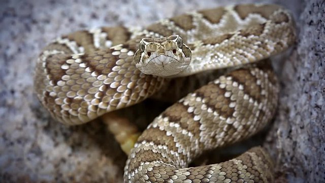 A Mojave or Mohave Rattlesnake (Crotalus scutulatus) rattles and flicks tongue in Arizona, USA. This is the most dangerous snake in the USA. It is perhaps best known for its potent neurotoxic venom.