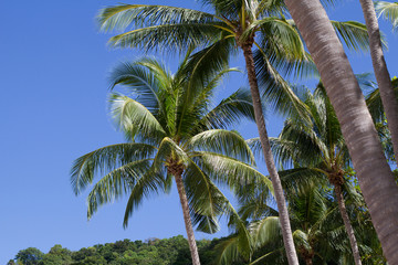 Fototapeta na wymiar Palm trees and a blue sunny sky