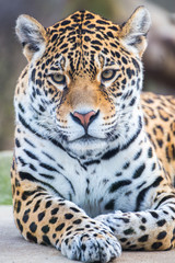 Naklejka premium Leopard, panther, Panthera pardus