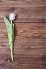 white tulip flower on  wooden background