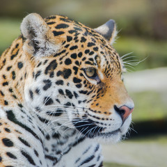 Leopard, panther, Panthera pardus