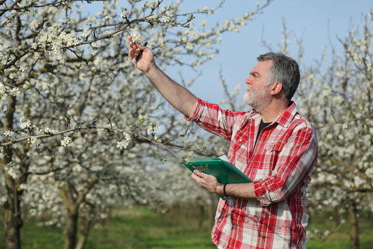 Farmer or agronomist examine blossoming plum orchard