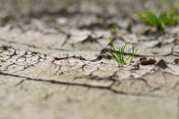 Green sprout in the dry ground, selective focus