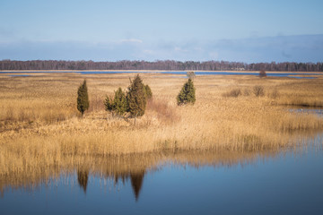 A beautiful early spring landscape with juniper trees at the lake