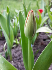 Beautiful buds of spring red tulips