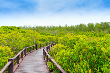 Fototapeta na wymiar Mangrove forest in National Park Thailand