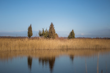 A beautiful early spring landscape with juniper trees at the lake