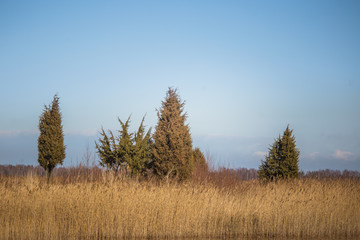 A beautiful early spring landscape with juniper trees at the lake