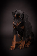 Obraz premium Doberman pinscher (Dobie) puppy