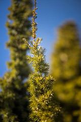 A closeup of a beautiful juniper tree branch
