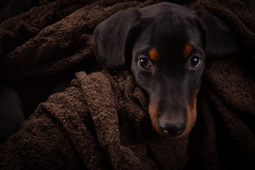 Doberman pinscher (Dobie) puppy