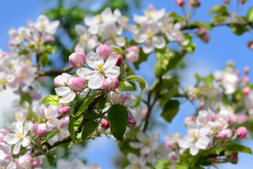 Frühling 418