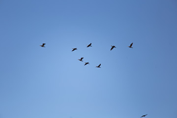 A beautiful flying cormorants on the blue sky background