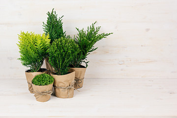 Composition of different young green conifer plants in pots with copy space on beige wooden table.