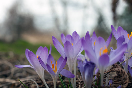 Purple crocus in spring. Blooming crocuses in the clearing. The plant on the saffron. Macro photography flowers on blur background.